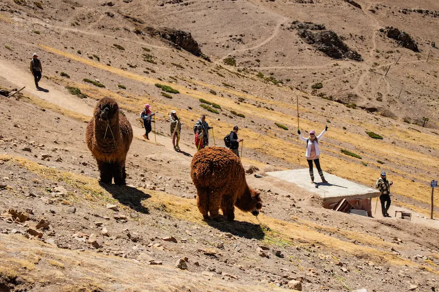 llamas rainbow mountain tour