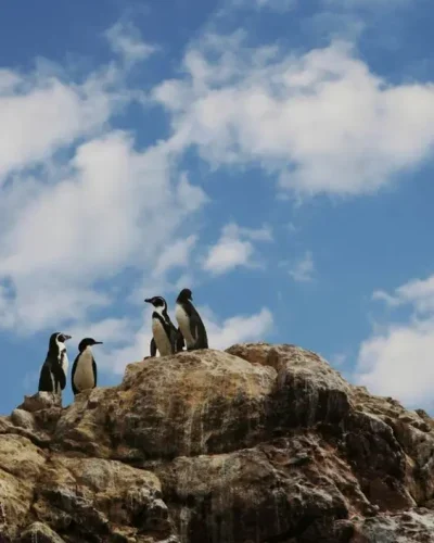 pinguinos in Paracas Peru