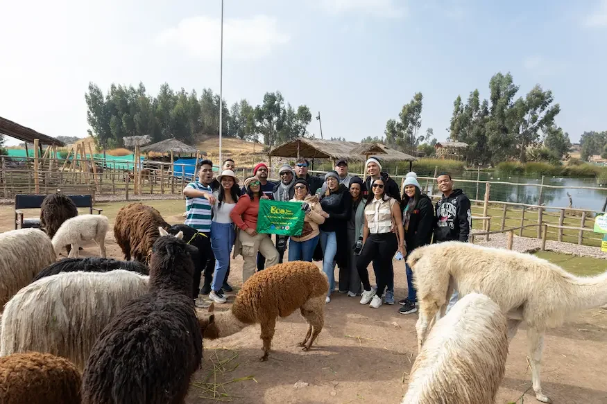 llamas sacred valley tour